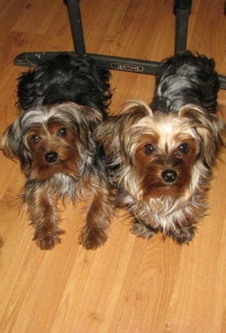 yorkies for sale spokane